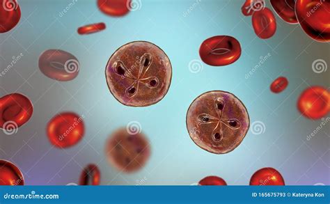  Babesia: Discover How This Tiny Parasite Can Bring Down Even the Largest Animals!