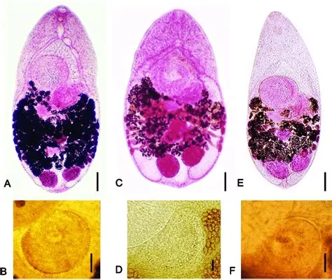  Heterophyes heterophyes: A Parasitic Wonder That Thrives Where Humans Dare Not Tread!