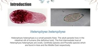  Heterophyes heterophyes:  A Tiny Parasite with a Big Appetite for Freshwater Fish