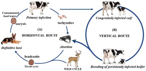 Neospora caninum: A Tiny Terror Causing Big Trouble in Livestock!