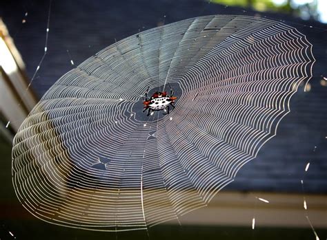  Orb Weaver!  A Spectacular Spider That Can Craft Intricate Webs For Its Meals