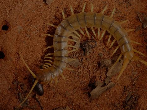  Brumous Centipede: An Enigma Wrapped in Chitinous Segments, Burrowing Deep into the Mysteries of the Earth!