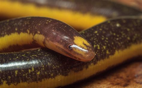  Caecilian! Discover This Legless Wonder That Burrows and Thrives in Darkness