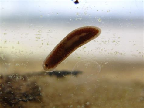   Dixidae:  A Tiny Flatworm that Makes Even the Smallest Pond an Aquatic Jungle!