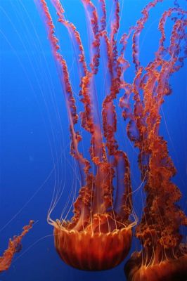  Ectopleura: Jellyfish With Tentacles Longer Than Your Arm – Are You Brave Enough To Meet These Marine Wonders?