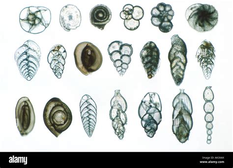  Foraminifera:  Can These Single-Celled Ocean Dwellers Unlock Ancient Mysteries Hiding Within Their Tiny Shells?