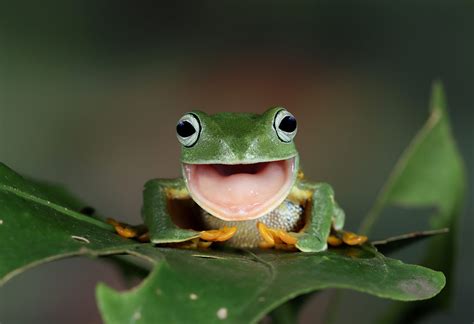 หงอกแถบ! ตัว amphibians ที่น่าสนใจและมีเอกลักษณ์เฉพาะตัวนี้เป็นอย่างไร?