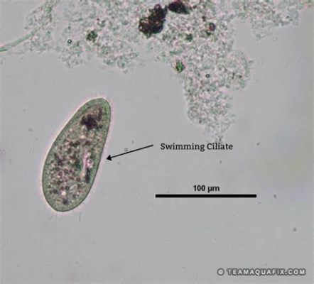 Jeronimo Ciliates: Swimming Jewels With a Taste for Algae!