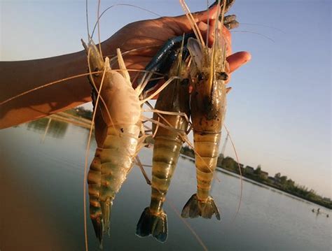  Jumbo Shrimp: กุ้งยักษ์ที่ว่ายวนไปกับกระแสน้ำลึก!