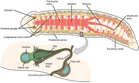  ตัวเจาะรู (Jumping Worm) -  สัตว์ปรสิตที่ลอยลำไปกับกระแสน้ำในระบบทางเดินอาหารของโฮสต์!