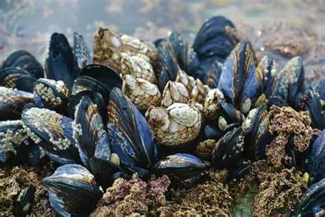  Kernel Mussel: A Humble Filter Feeder Hiding Delectable Treasures Within!