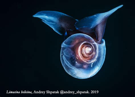 Limacina Helicina:  A Mesmerizing Seashell that Swims Through Bioluminescent Wonder!