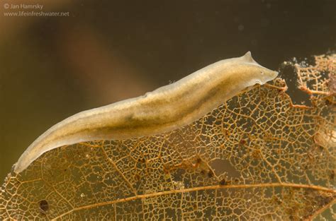  Neobdellus!  A Freshwater Flatworm That Can Survive Freezing Temperatures With Astonishing Resilience