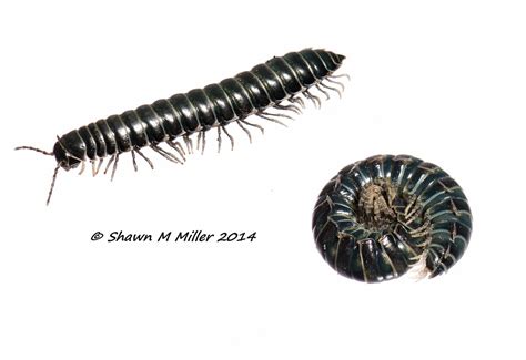  Okinawa Millipede:  An Underground Maestro Conducting an Epic Symphony of Decay!