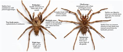  Pauropus! An Arachnid That Looks Like It's Made Entirely From Legs (Or Are They Antennae?)