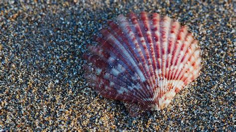  Queen Scallop:  A Shelled Wanderer Unveiling Its Secrets Through Rhythmic Pumping