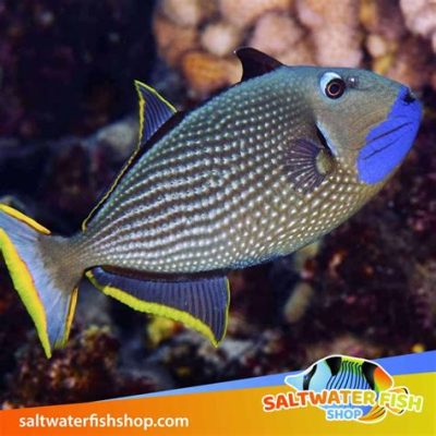  Queen Triggerfish! A Striking Saltwater Dweller with an Impressive Jaw Strength