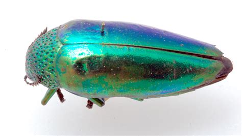 Unison Beetle, A Curious Critter! This Shiny Insect With Its Extraordinary Defense Mechanism Will Leave You Amazed!