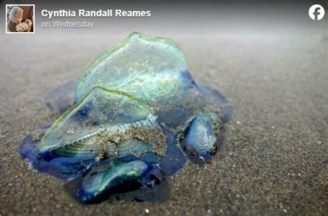   Velella velella : สัตว์ทะเลลึกลับที่ว่ายทวนกระแสน้ำอย่างน่าอัศจรรย์!