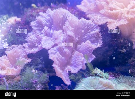  Whip Coral! A Vibrant Underwater Flower That Swayingly Blooms in Currents