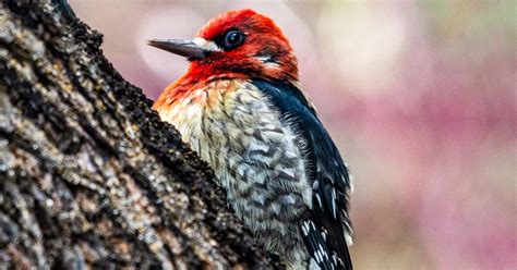  Woodpecker: A Bird With Striking Plumage That Can Hammer Wood With Remarkable Precision!