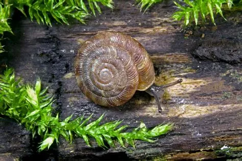  Xanthochroa:  The Tiny Terrestrial Snail With An Exquisite Shell Pattern!